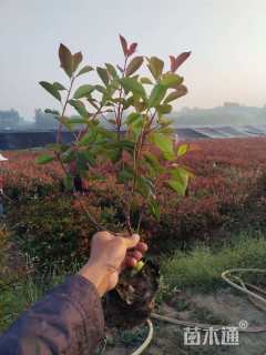 容器苗红叶石楠