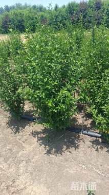 高度200厘米丛生木槿