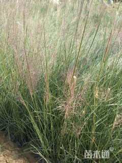 高度50厘米粉黛乱子草