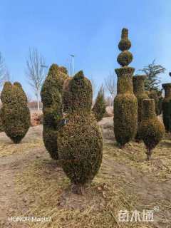 10公分造型龙柏