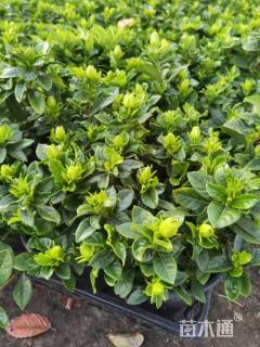 高度35厘米栀子