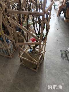 高度60厘米牡丹