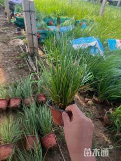 高度20厘米拂子茅