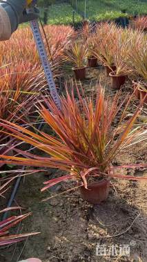 高度40厘米马尾铁