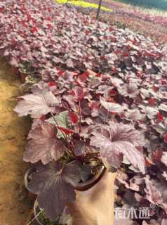 高度20厘米矾根