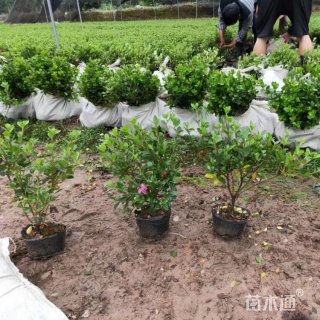 高度100厘米夏娟