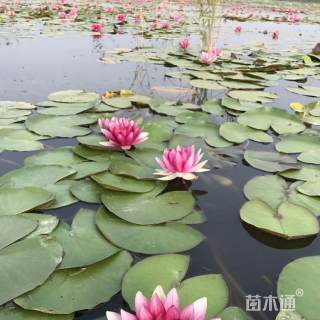 高度25厘米睡莲