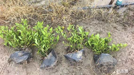 高度20厘米小叶栀子