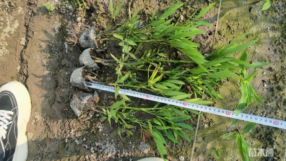 高度20厘米十大功劳