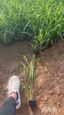 高度60厘米斑叶芒