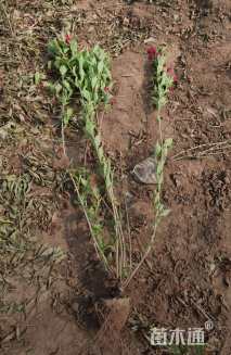 高度50厘米红王子锦带