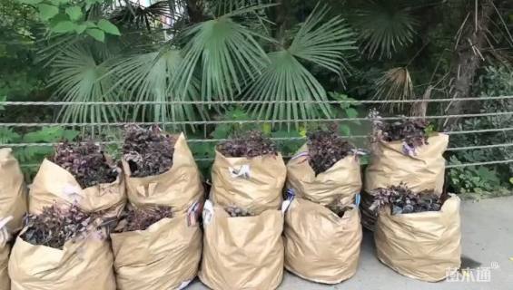 高度30厘米红花继木小苗