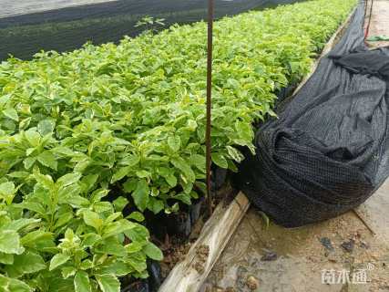 高度20厘米花叶假连翘