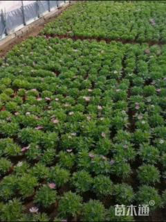 高度15厘米玛格丽特花