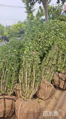 高度200厘米丛生木槿