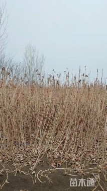 高度100厘米红王子锦带