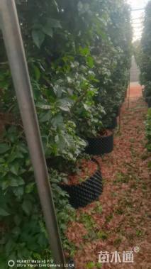 8公分造型三角梅