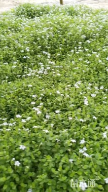 高度5厘米半边莲