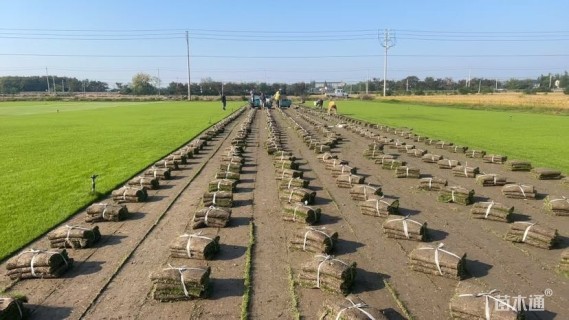 草卷状马尼拉草