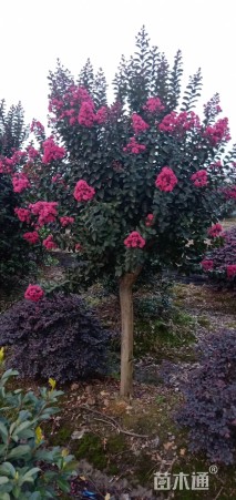 高度250厘米天鹅绒紫薇