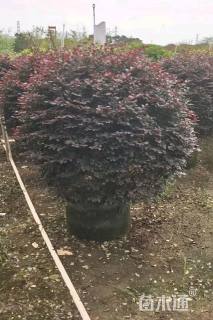 冠幅120厘米红花继木球