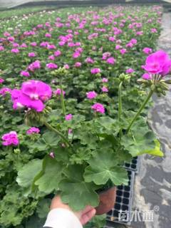 高度20厘米天竺葵