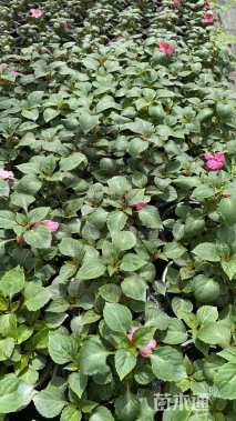 高度15厘米非洲凤仙