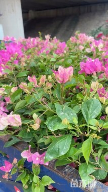 高度40厘米红樱