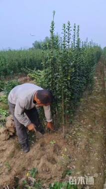 高度180厘米北海道黄杨