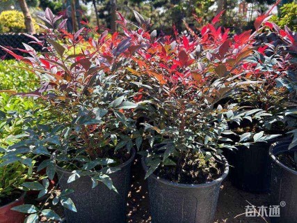 高度20厘米南天竹