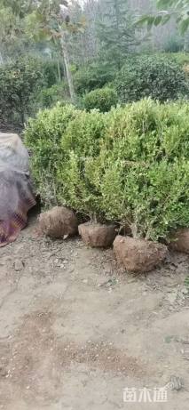 冠幅120厘米瓜子黄杨球