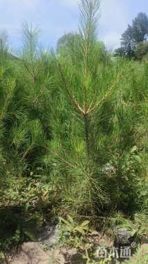 高度125.厘米油松