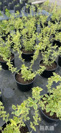 高度40厘米花叶锦带