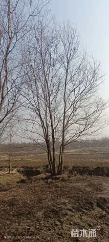 40公分(5杆)丛生乌桕