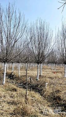 10公分绚丽海棠