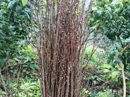 高度150厘米蜂糖李