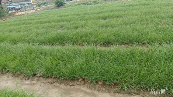 高度15厘米小兔子狼尾草