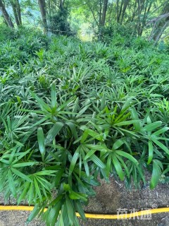 裸干高70厘米棕竹