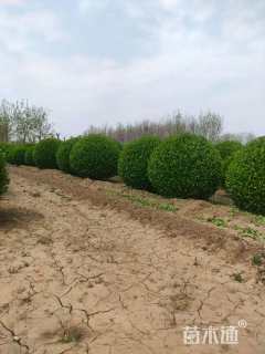 冠幅100厘米卫矛球