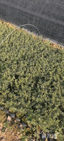 高度18厘米银姬小蜡