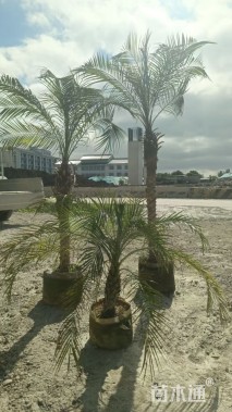 裸干高60厘米美丽针葵