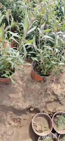 高度20厘米山桃草