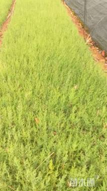 高度30厘米圆柏