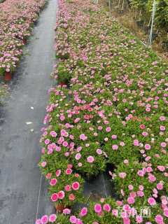 高度10厘米玛格丽特花