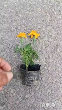 高度20厘米孔雀草