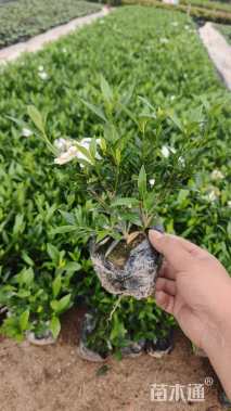 高度15厘米小叶栀子