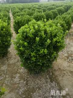 冠幅100厘米大叶黄杨球