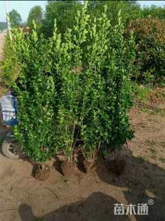 高度150厘米北海道黄杨