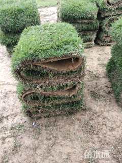 草卷状马尼拉草