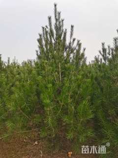 高度200厘米白皮松